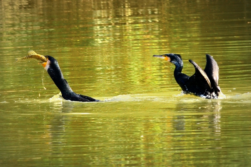 una buona pesca